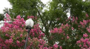 TROY’s Alabama campuses awarded Tree Campus Higher Education designation