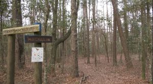 Arboretum tree named largest of its species in Alabama