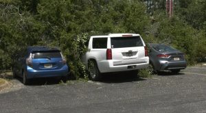 TUPD urges awareness after tree leaves three cars damaged