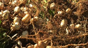 Alabama farmer explains importance of peanuts in state history