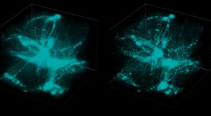 Center for Relativity and Cosmology to present dark matter lecture