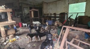 TARP rescuing 100 animals found inside ‘unlivable hoarding house’