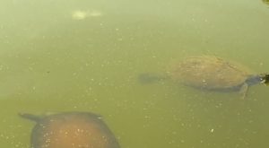 As Lake Lagoona project continues, local wildlife works to adapt