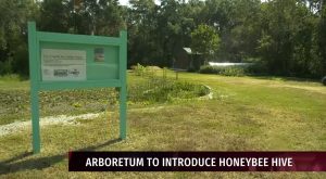 Honeybees are coming to the Arboretum