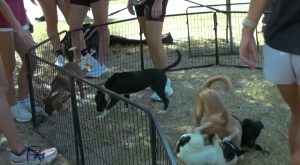 Animal shelter calls on college students for help