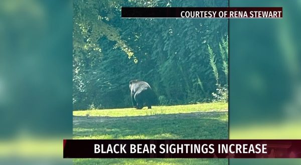 Alabama black bear sightings increase as populations grow