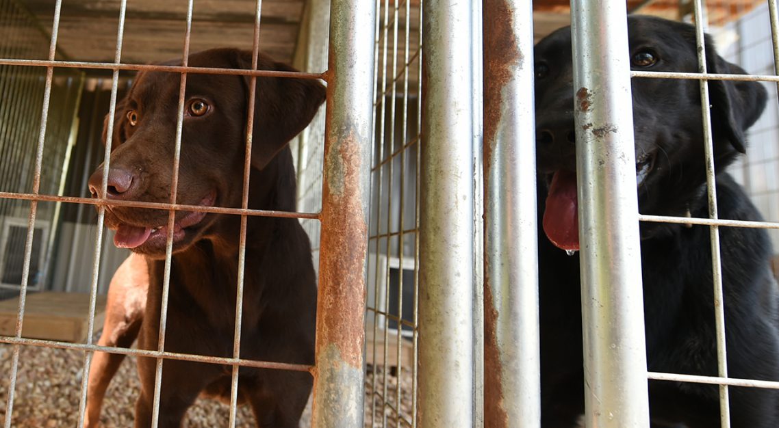 It's a doggone good life at studentowned Countryside Kennels Troy Today