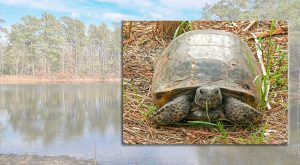 Troy University Naturalist Club to host Gopher Tortoise Day April 10