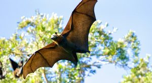 Public invited to bat demonstration, lecture at TROY Arboretum