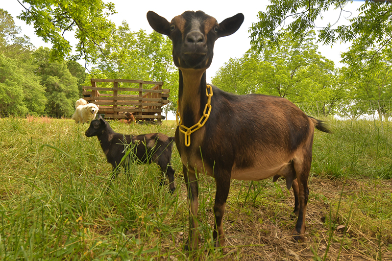a milk goat photograph